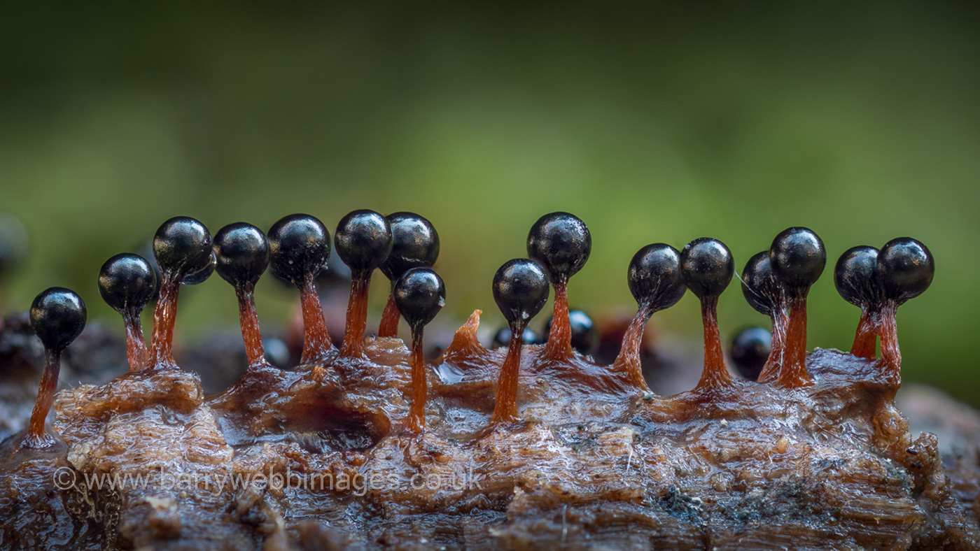 Photo by Barry Webb Metatrichia floriformis by Barry Webb